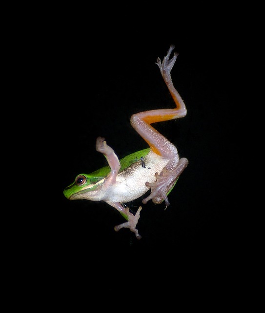How high can African dwarf frogs jump? The Surprising Answer