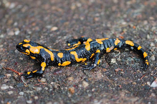 Can you keep a salamander as a pet? Everything you will need