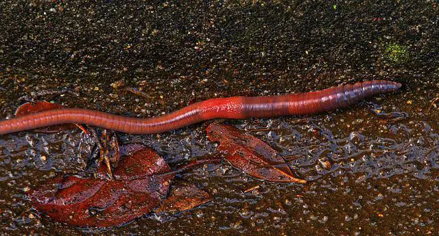 Can Fire Skinks Eat Earthworms? The Answer Will Surprise You