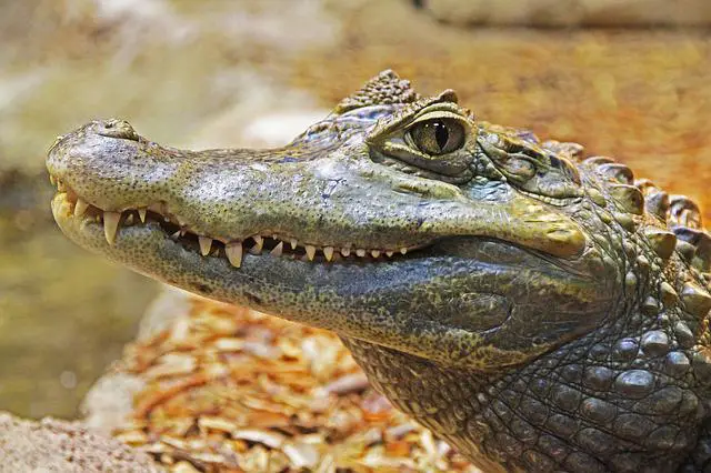 What does alligator taste like? You will be Surprised