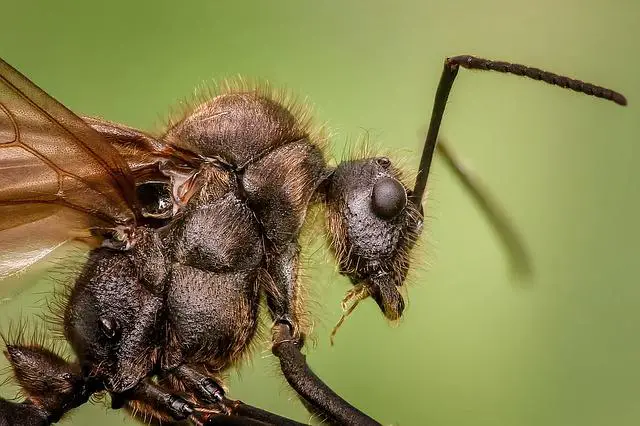 Will Ants Hurt Sugar Gliders?