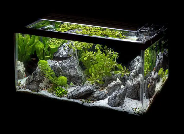 Can You Use Aquarium Decor for Snakes? What you need To Know