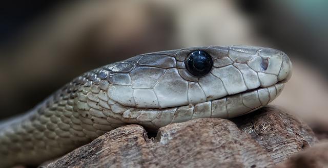 Which species are venomous snake is easily provoked to bite?