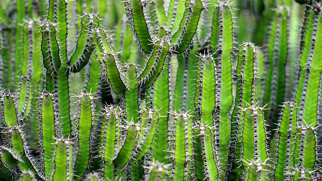 Do Scorpions Eat Cactus? The Surprising Truth