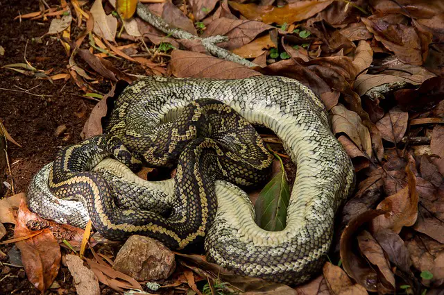 Will a Dead Snake Attract Other Snakes?