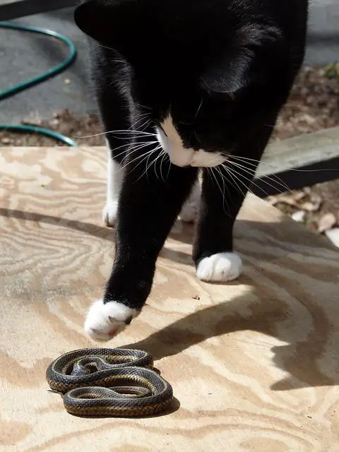 Can cats and snakes get along? The Surprising Answer