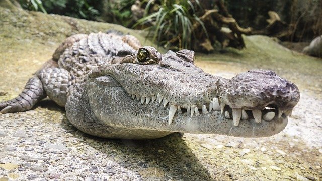 Do Tigers Eat Alligators? The Answer May Surprise You
