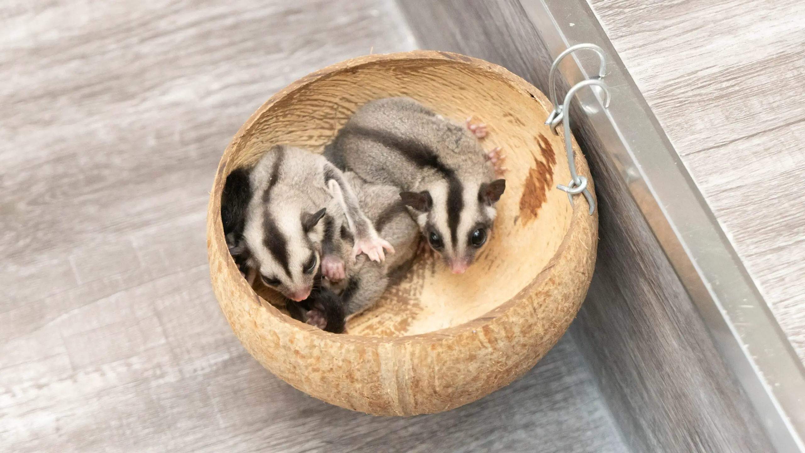 The Surprising Reason Why Sugar Gliders Lick You
