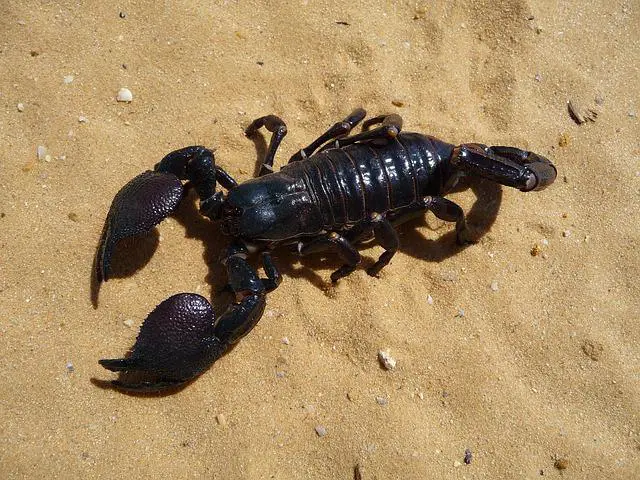Do Scorpions Have Ears? The Fascinating Answer to This Question