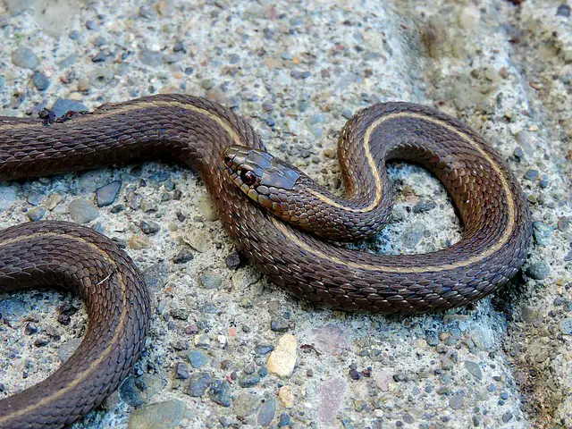 The Truth About Garter Snakes: Can They Bite?