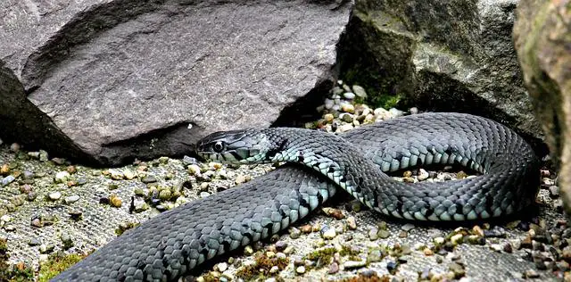 Are There Snakes In Hawaii? The Surprising Answer