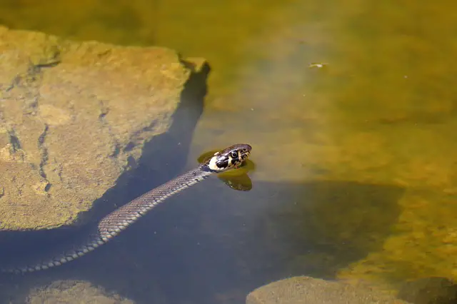 Can snakes breathe underwater? The Surprising Answer
