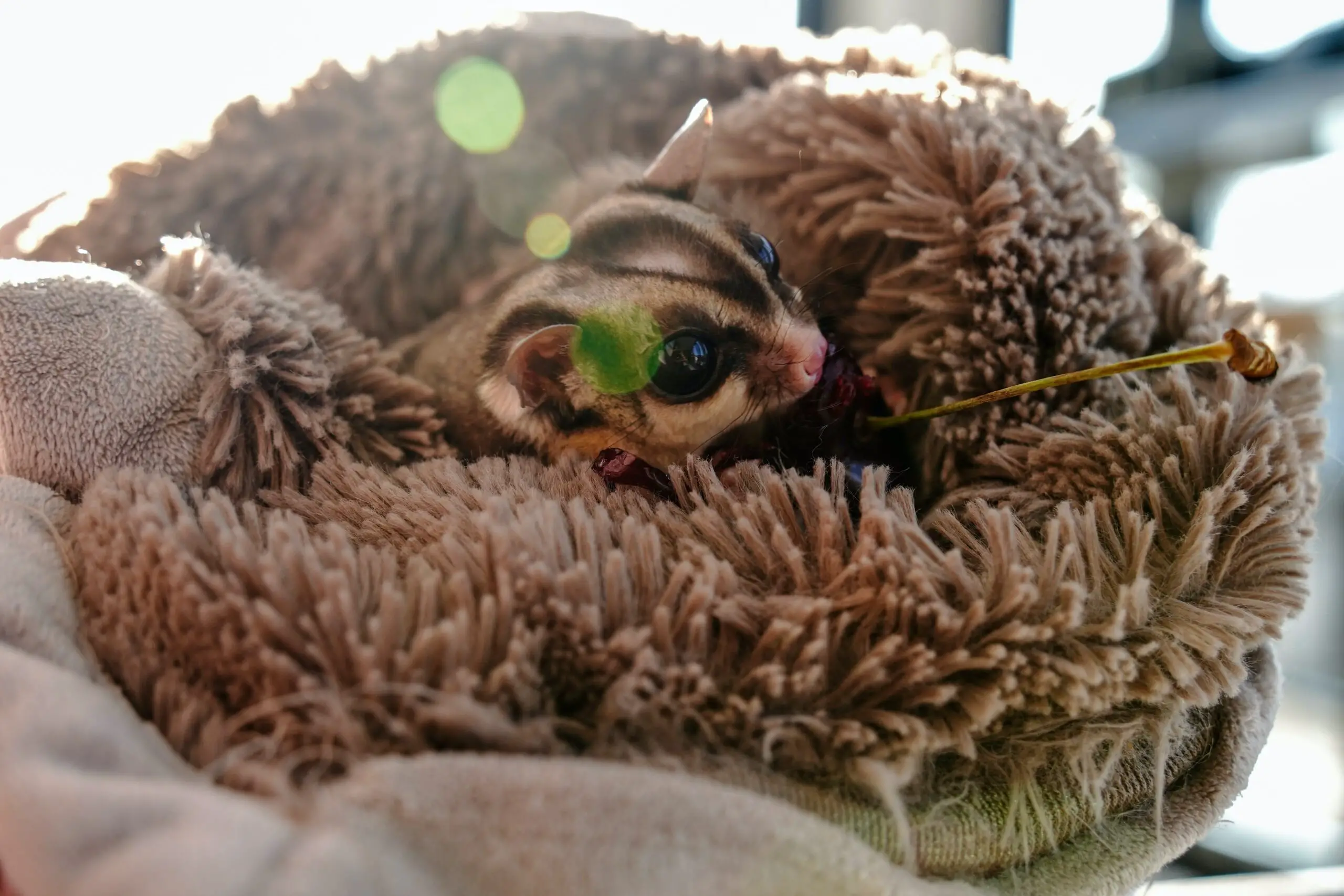 Sugar Gliders: The Truth About Whether or Not They Kill Each Other