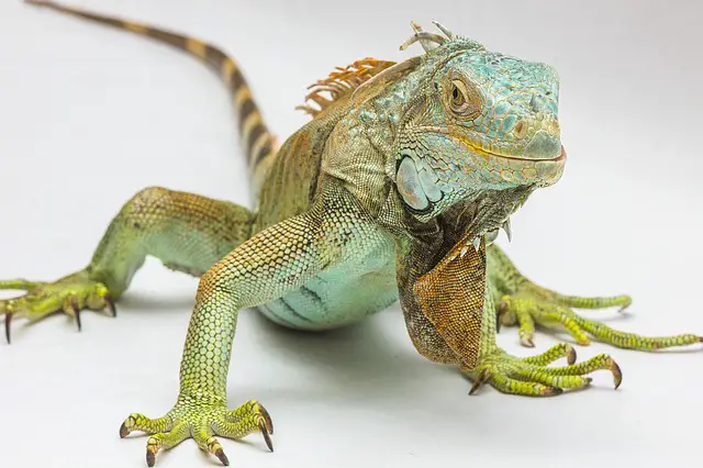 7 Reptiles that can withstand heat. An Interesting Guide