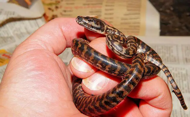Do Snakes Take Care of Their Babies? The Surprising Answer
