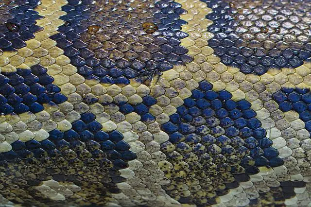 Will Snakes Eat Their Shed Skin? The Surprising Answer