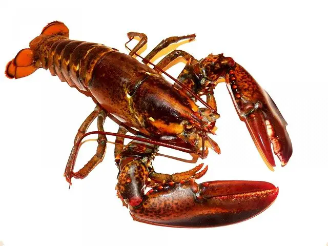 Scorpions and Lobsters: What’s the Connection?