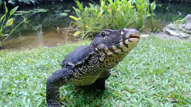 Do Monitor Lizards Bite? The Surprising Truth