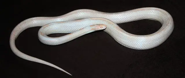 Everything You Need To Know About White snake species - Reptiles &  Amphibians