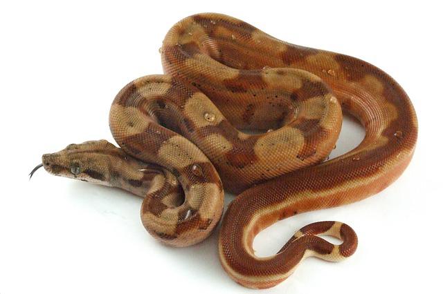 Can you use Carefresh bedding for snakes? Yes or No