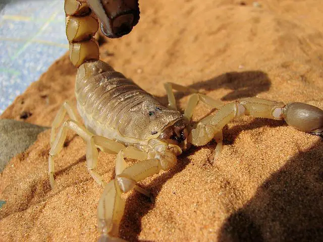 Can Scorpions Kill Cats? The Surprising Answer