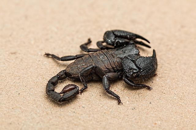 Can a Scorpion kill a frog?