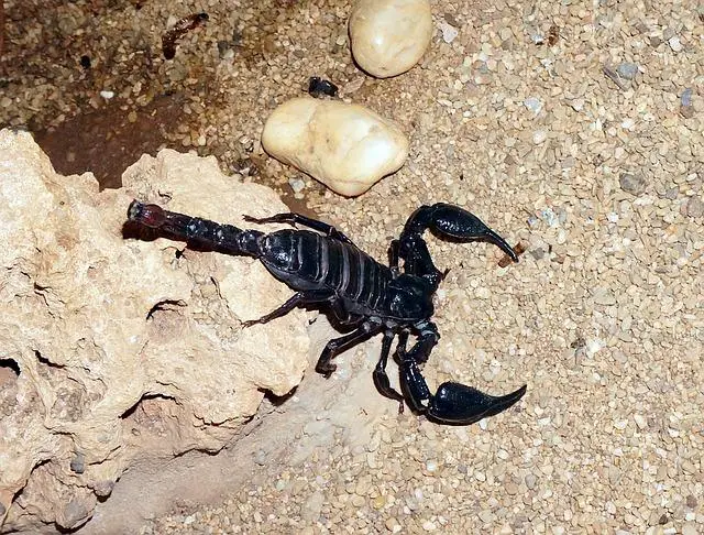 Can You Eat Scorpions? The Truth About Eating Scorpions.