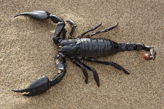 Will Scorpions Eat Isopods? The Answer Might Surprise You