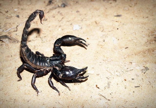 Can a scorpion kill a lizard?