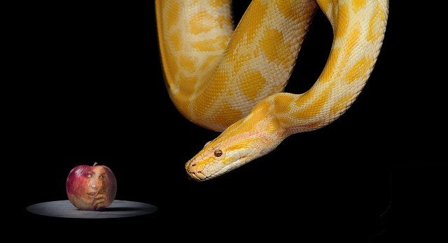 How Good is a Snake’s Memory? A Surprising Answer