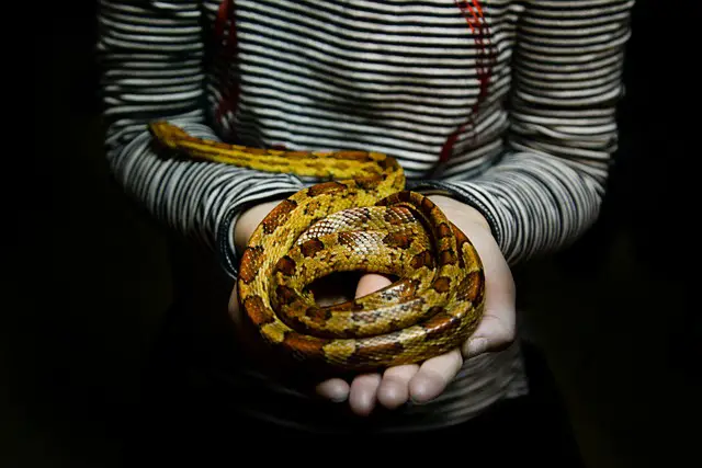 Can Snakes Be Affectionate? The Surprising Truth