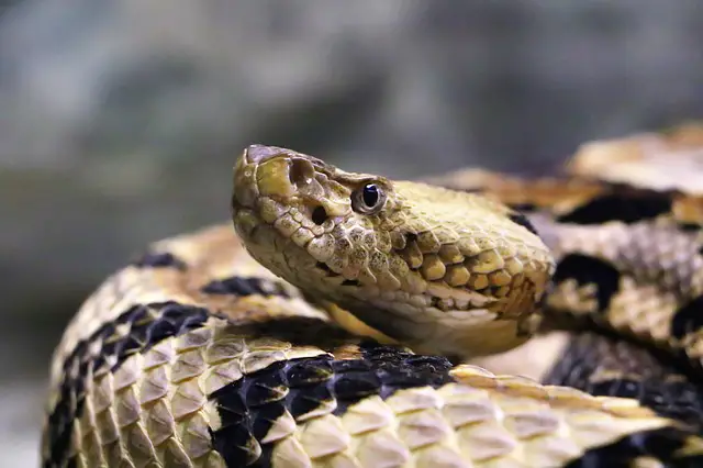 Do King Snakes Keep Rattlesnakes Away?