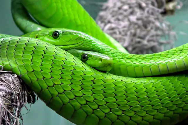 Will rat poison kill snakes? A Helpful Answer