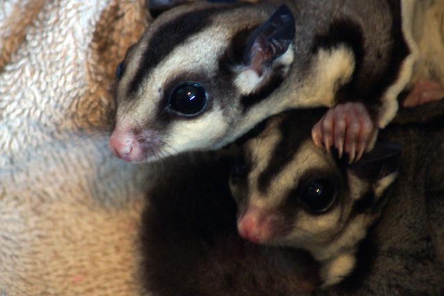 Can Sugar Gliders Have Bananas? The Surprising Answer