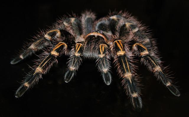 Do Pet Tarantulas Know Their Owners? A Helpful Guide