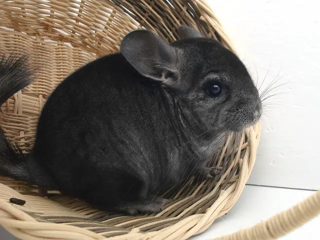 Can You Eat Chinchillas? The Surprising Truth About These Rodents