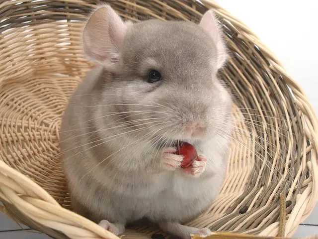 The Best Fabrics for Chinchillas: What to Avoid and What to Use