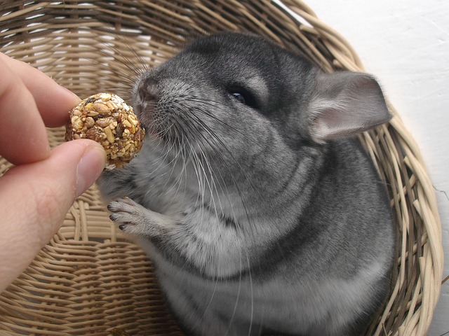 Can chinchillas get jealous? The Surprising Answer
