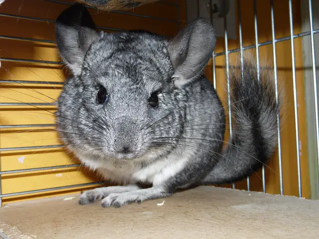 Chinchillas and Noise: Do They Make Noises When They Sleep?