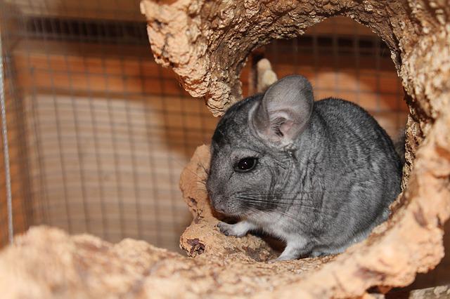Why Do Chinchillas Jump Off Walls? The Surprising Reason Why