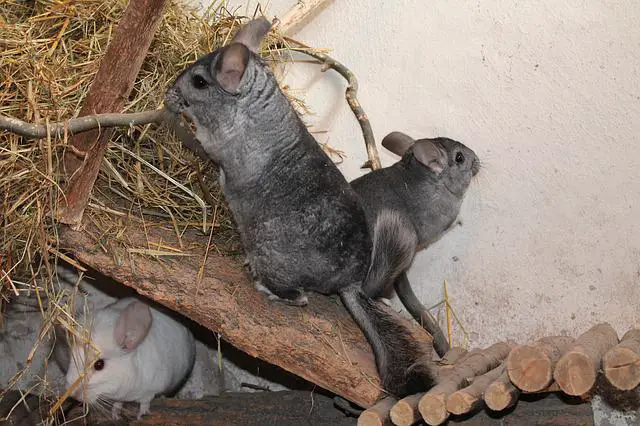 The Surprising Reason Why Chinchillas Wipe Their Nose