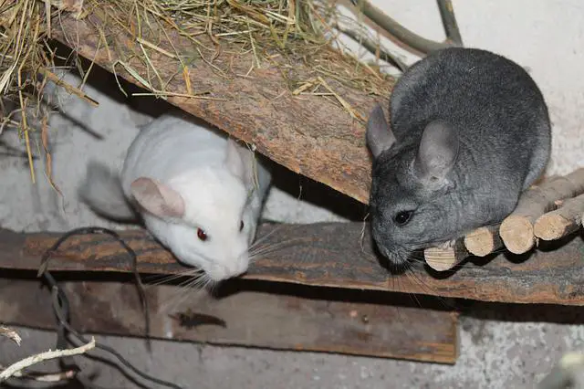 Are Chinchillas Good Pets for Children of All Ages?