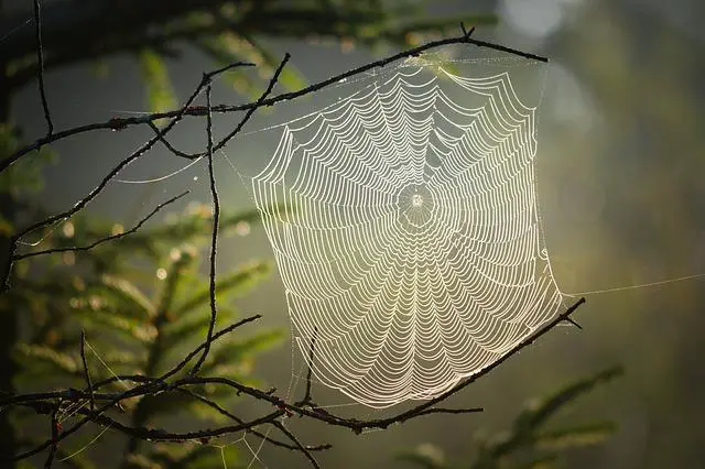 How Spiders Communicate with Each Other: Spider Communication Methods