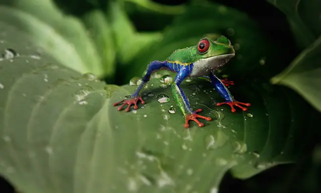 Tree Frogs and Anoles: Can They Coexist?