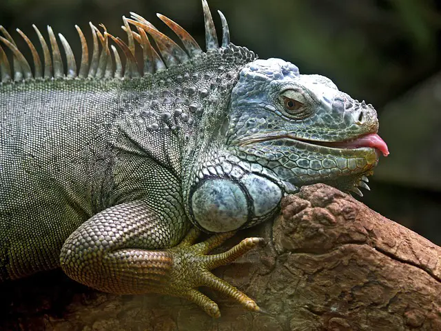 What’s the Difference Between Iguanas and Monitor Lizards? 7 differences