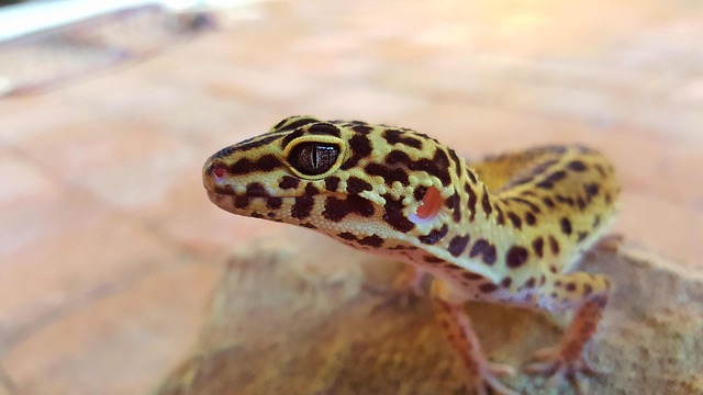 Leopard Gecko Care: Can You Use Sand With Your Pet Lizard?
