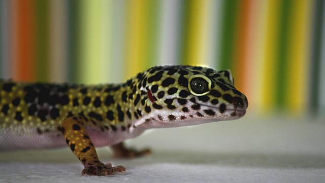 A Complete Guide to the Lifespan of a Fat-Tailed Gecko
