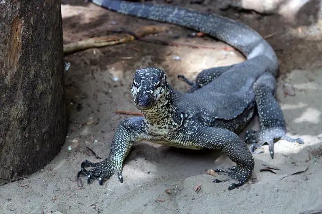 Can Monitor Lizards Be Affectionate? The Surprising Truth
