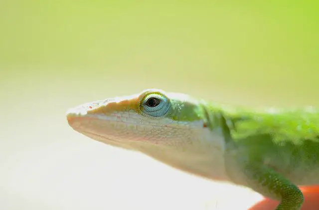 Green Anole not Eating? Here’s Why and What to Do