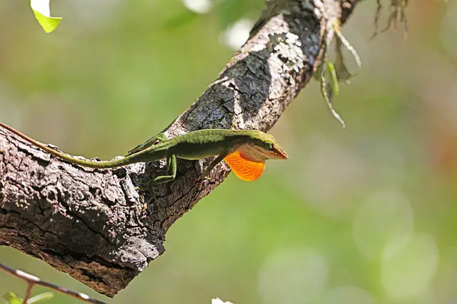 Can Green Anoles Swim? The Surprising Answer